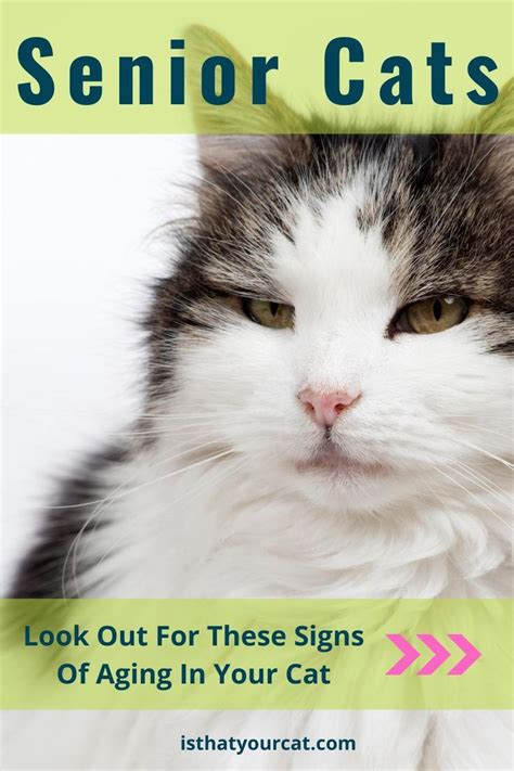 The Telltale Signs Of A Cat Aging Are Not Always Obvious | | Cat ages ...