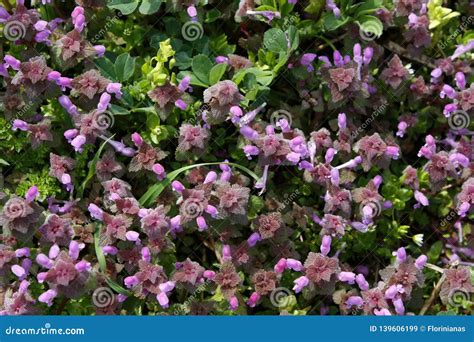 Field of Puple Alfalfa Flowers in Bloom. Stock Image - Image of culture ...