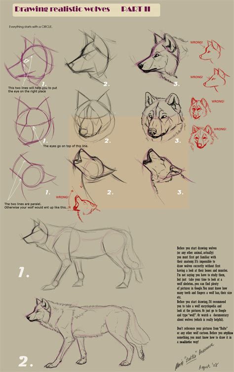 Realistic Wolf Drawing Step By Step at PaintingValley.com | Explore ...