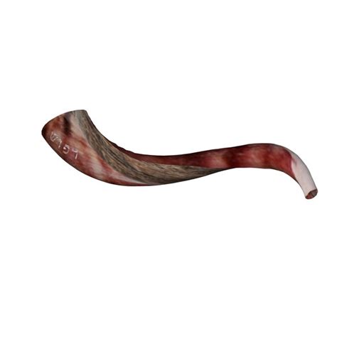 3D shofar horn model - TurboSquid 1401738