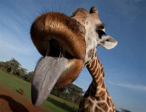 Weird Photography, Animal Photography, Lonely Planet, Giraffe Tongue, What Animal Are You ...