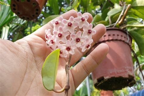 How to Get Your Hoya to Bloom - The Stunning Flower You Need to See to Believe