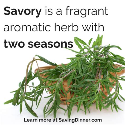 Timeless benefits of summer savory | Summer savory, Savory herb, Healthy herbs