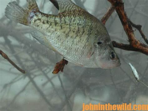 Fishing Bass Spots for Big Crappie - John In The WildJohn In The Wild ...