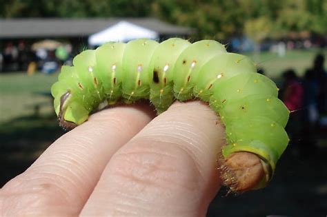 Big Green Caterpillars In Ohio