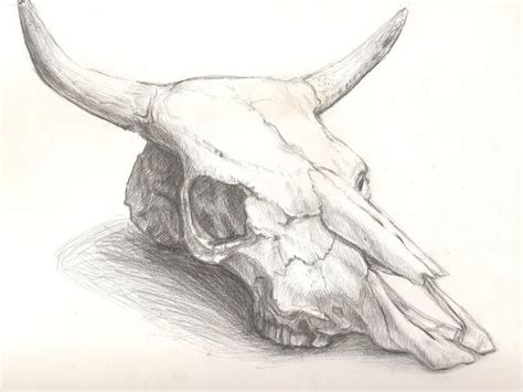 Longhorn Skull Drawing at GetDrawings | Free download