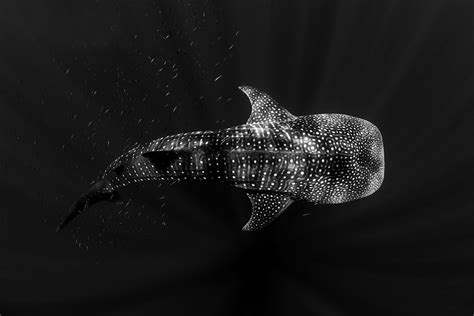 black and white shark photography - Google Search | Western australia ...