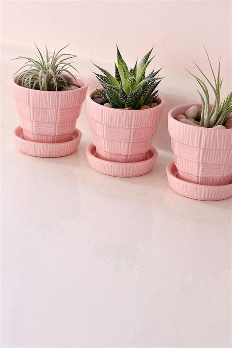 three pink planters with succulents in them