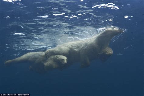 Polar bear teaches her cubs to swim in Canada in amazing photos | Daily Mail Online