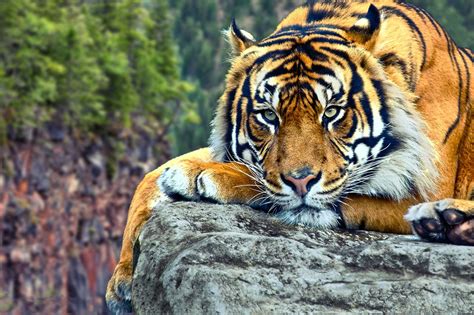 Framed Print - Tiger Laying On The Rocks (Picture Poster Animal Cat ...