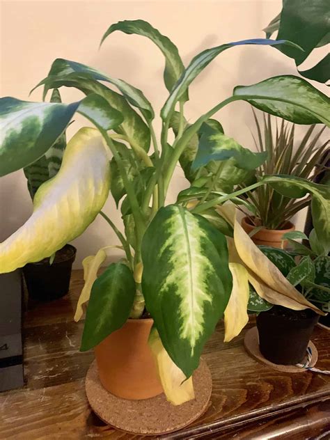 Dieffenbachia Yellow Leaves: Causes & Easy Fixes - Plants Craze