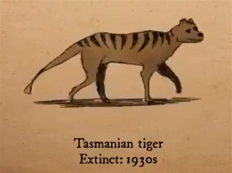 Extinct Animals In The Last 100 Years List