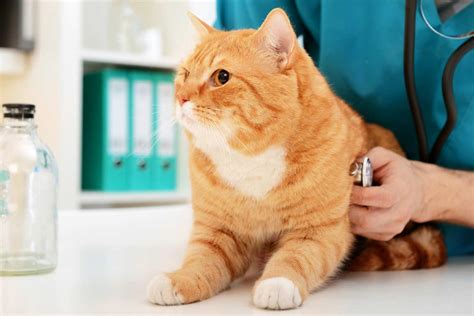 How to Take the Stress out of Your Cat's Vet Visit