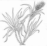 Sugarcane Plant Colouring Pages Sketch Coloring Page sketch template