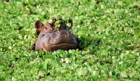 Serengeti, Ngorongoro - Tanzania Wildlife Photography Tour