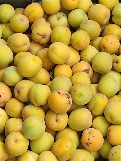 Rajouri witnesses expansion in apricot plantation