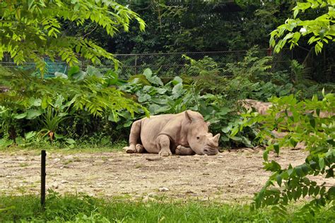 National Zoo Negara – Home Paradise of Wildlife Animals – Aroma Asian Kuala Lumpur, Aroma, Zoo ...