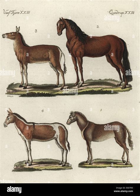 Wild horse, domesticated horse, dziggetai or Gobi khulan, and onager ...