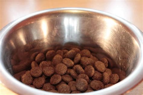 15 Of The Best Organic Dog Food Brands: A Buyer's Guide