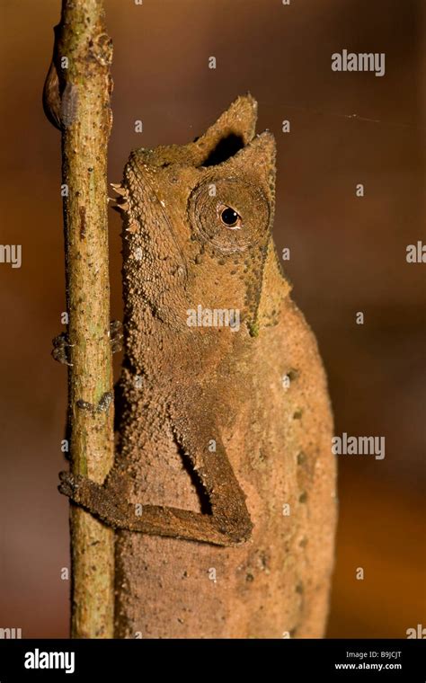 Horned leaf Chameleon Madagascar Stock Photo - Alamy