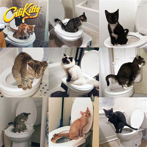 CitiKitty Cat Toilet Training Kit – CitiKitty Inc.