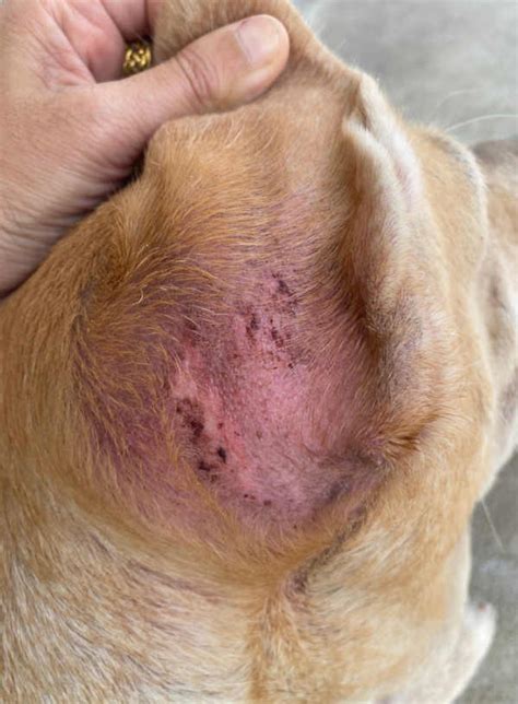 Dog Has Scabs On Ears: Top Causes & Vet Advice