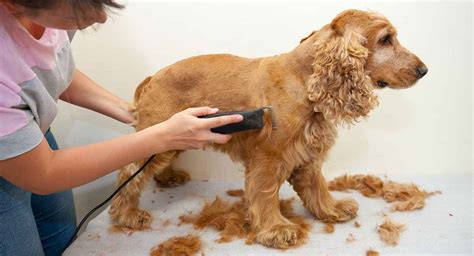 Cocker Spaniel Pflege schnell und einfach gemacht | Trend Repository