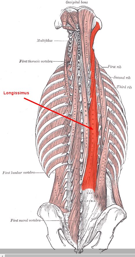 Spinal Muscles: The Erector Spinae