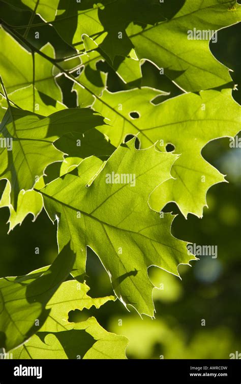 Northern Red Oak Leaves High Resolution Stock Photography and Images ...