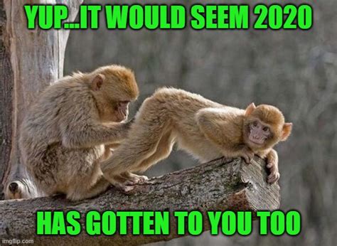 monkeys Memes & GIFs - Imgflip