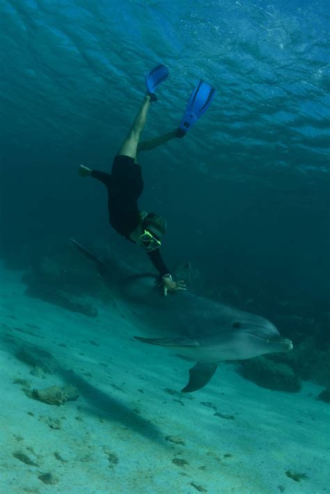 Dolphin Freedive - Blue Bay Dive & Watersports