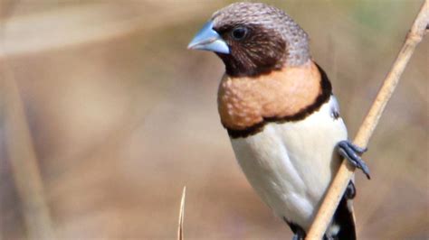 One of the finch species that calls our region home | News Mail