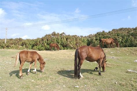 Yonaguni Horse Information, Origin, History, Pictures