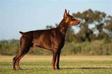 21 Doberman Health Issues : Health Problems of Doberman Pinscher - Pet Care Stores