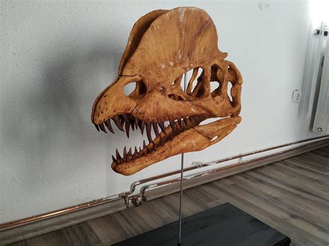 Dilophosaurus Skeleton