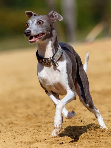 Italian Greyhound Training, Personality, & Health