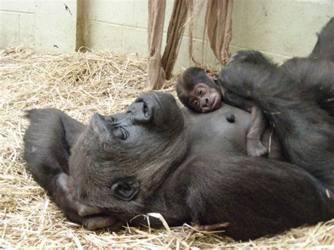 Gorilla born at the London Zoo