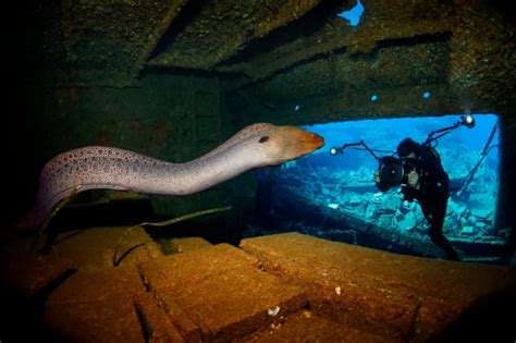 giant moray eel taken inside the wreck of the Chrisoula K in the northern Red Sea - 2LUXURY2.COM