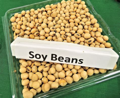 The “Soyboy” Idea – Do Soy-based Foods Feminize Males?