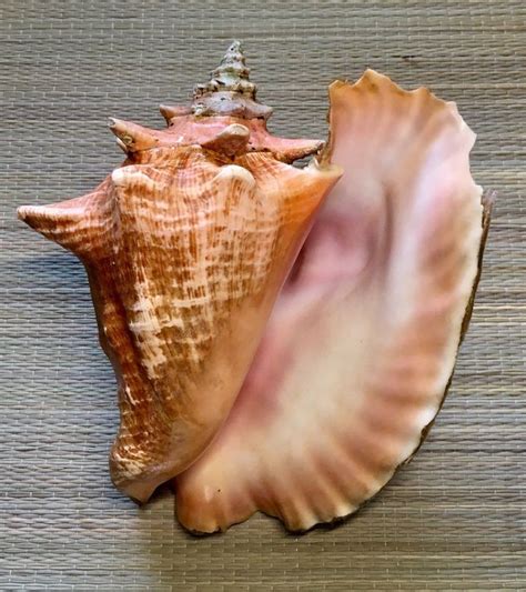 Exceptionally Large Queen Conch Seashell Pink - Collector Item | Sea ...