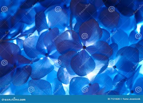 Hortensia flower stock photo. Image of beautiful, texture - 7121028