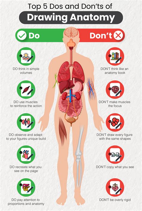 [Infographic] How to Practice Drawing Anatomy: Top 5 Dos and Don'ts