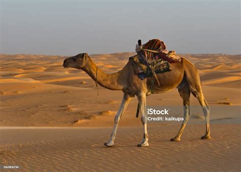 Camels Of The Sahara Desert Stock Photo - Download Image Now - Africa, Animal, Animal Wildlife ...