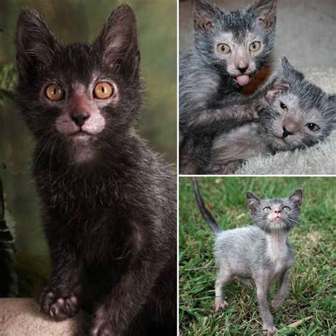 Lykoi is a natural mutation from a domestic shorthair that has the ...