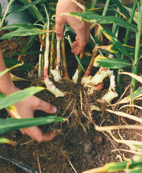 Edible Ginger Plant | Ginger Plants For Sale | Citrus.com