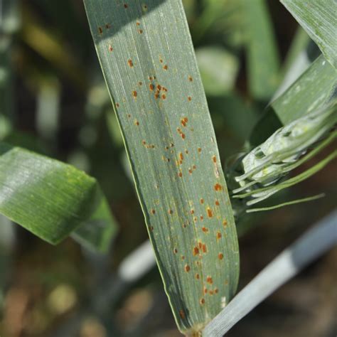 Leaf rust in Wheat | Syngenta Canada