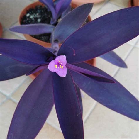 Purple Heart (Tradescantia pallida) Plant - Santhi Online Plants Nursery