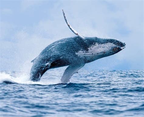 Humpback Whale - A-Z Animals