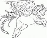 Free Pegasus Coloring Pages  Coloring Home sketch template