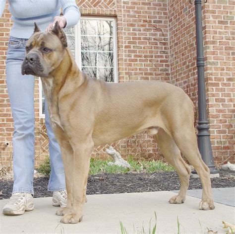 Pin on Large dog breeds